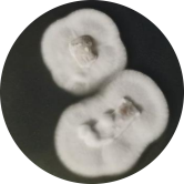 Elaphocordyceps jezoensis-BNCC