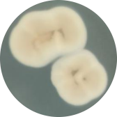 Elaphocordyceps jezoensis-BNCC