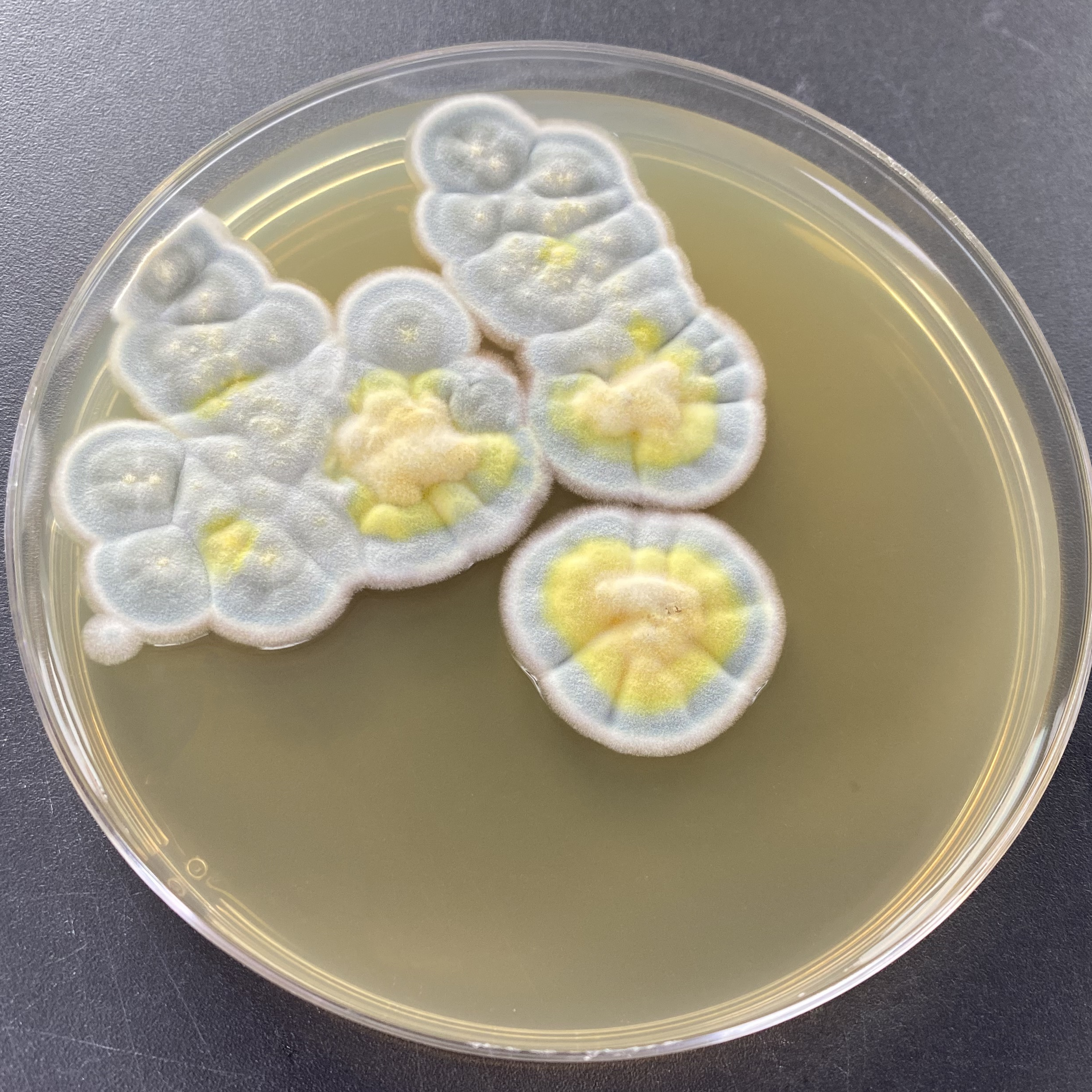Talaromyces variabilis-BNCC