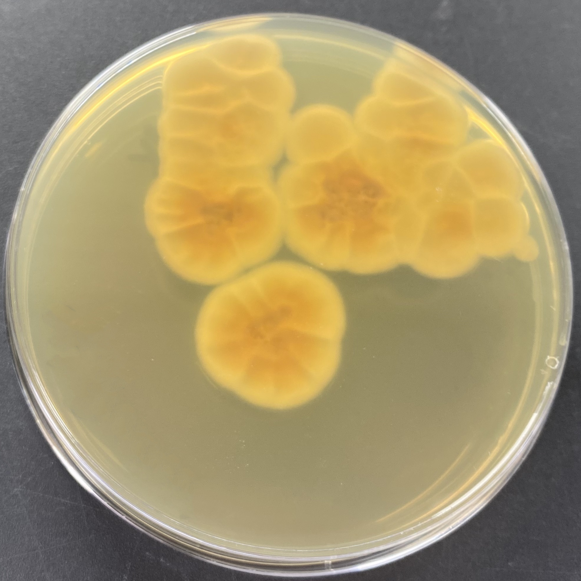 Talaromyces variabilis-BNCC