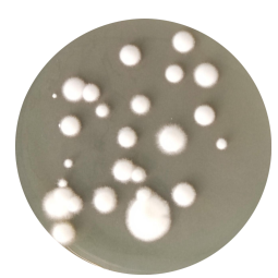 Botrytis cinerea-BNCC