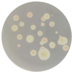 Botrytis cinerea-BNCC