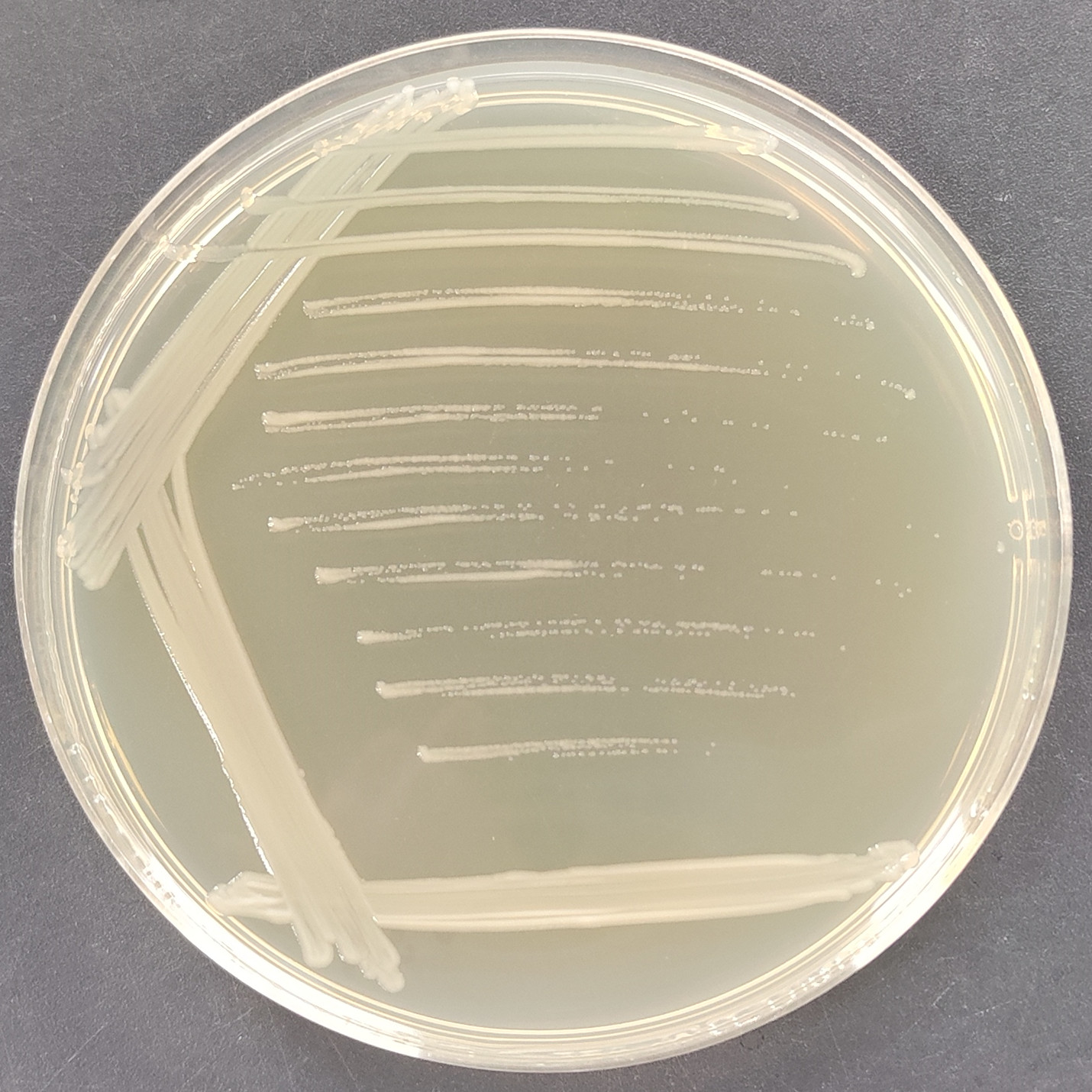 Yersinia enterocolitis subspecies-BNCC