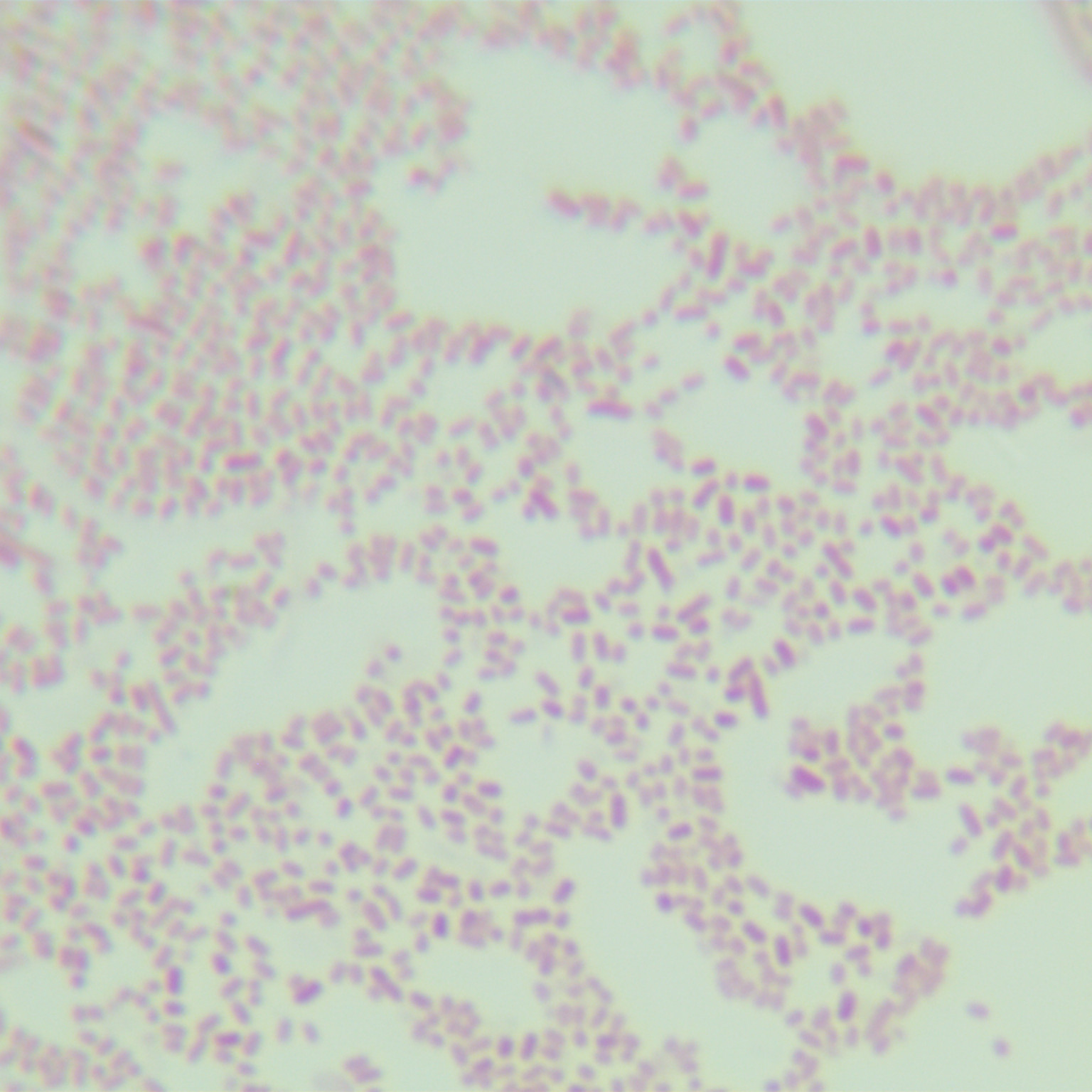 Yersinia enterocolitis subspecies-BNCC