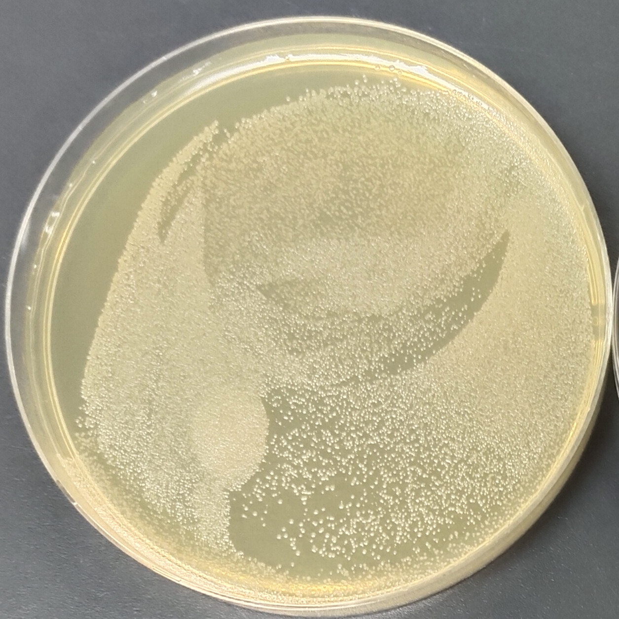 Thermophilic and Lipophilic Bacillus subtilis-BNCC