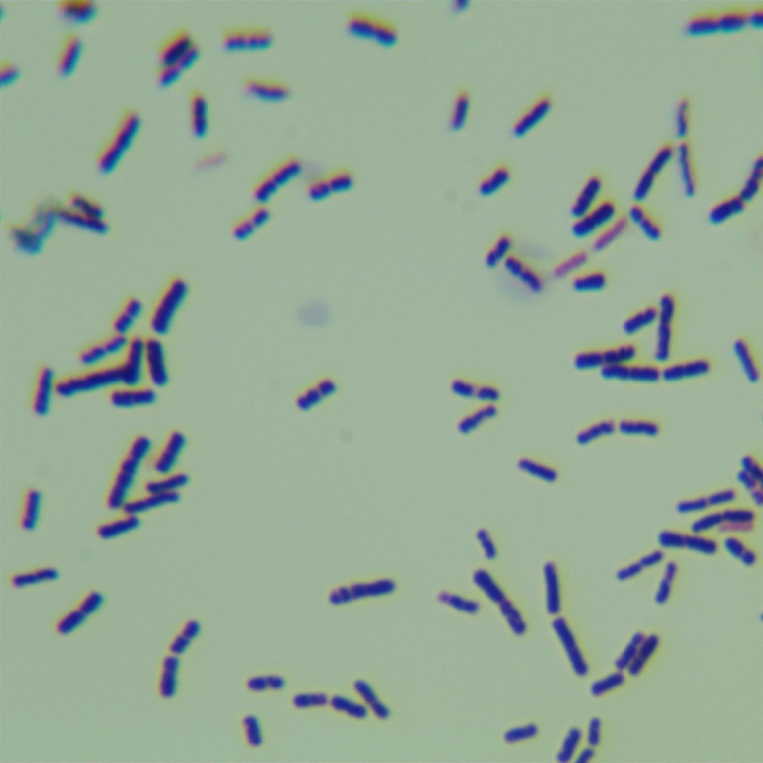 Thermophilic and Lipophilic Bacillus subtilis-BNCC