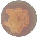 Fusarium oxysporum-BNCC