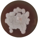 Fusarium oxysporum-BNCC