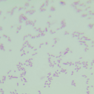 Pseudomonas-BNCC
