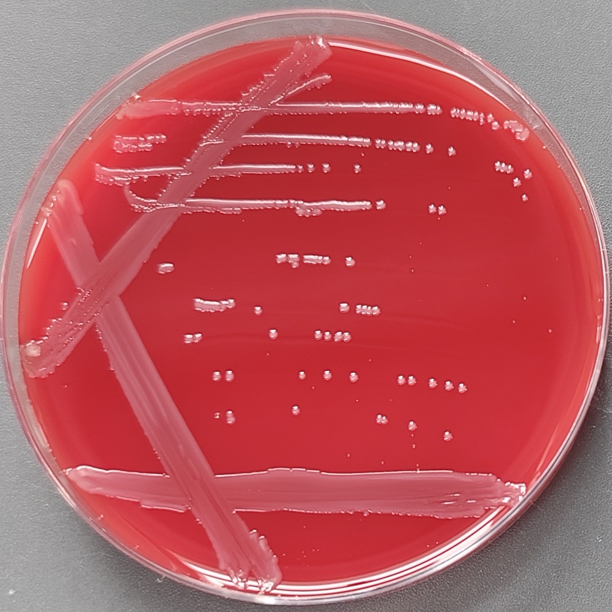 Neisseria meningitidis-BNCC