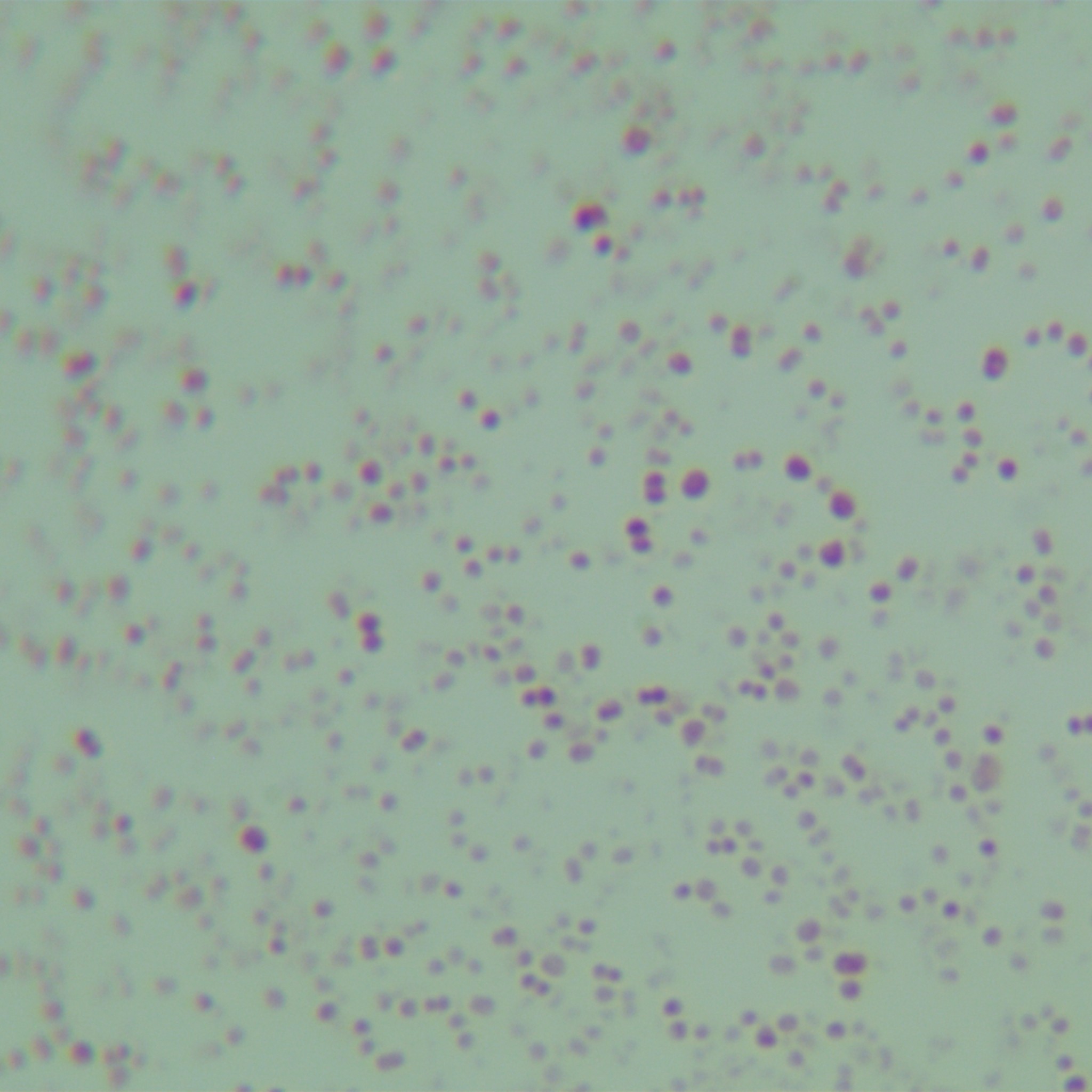 Neisseria meningitidis-BNCC