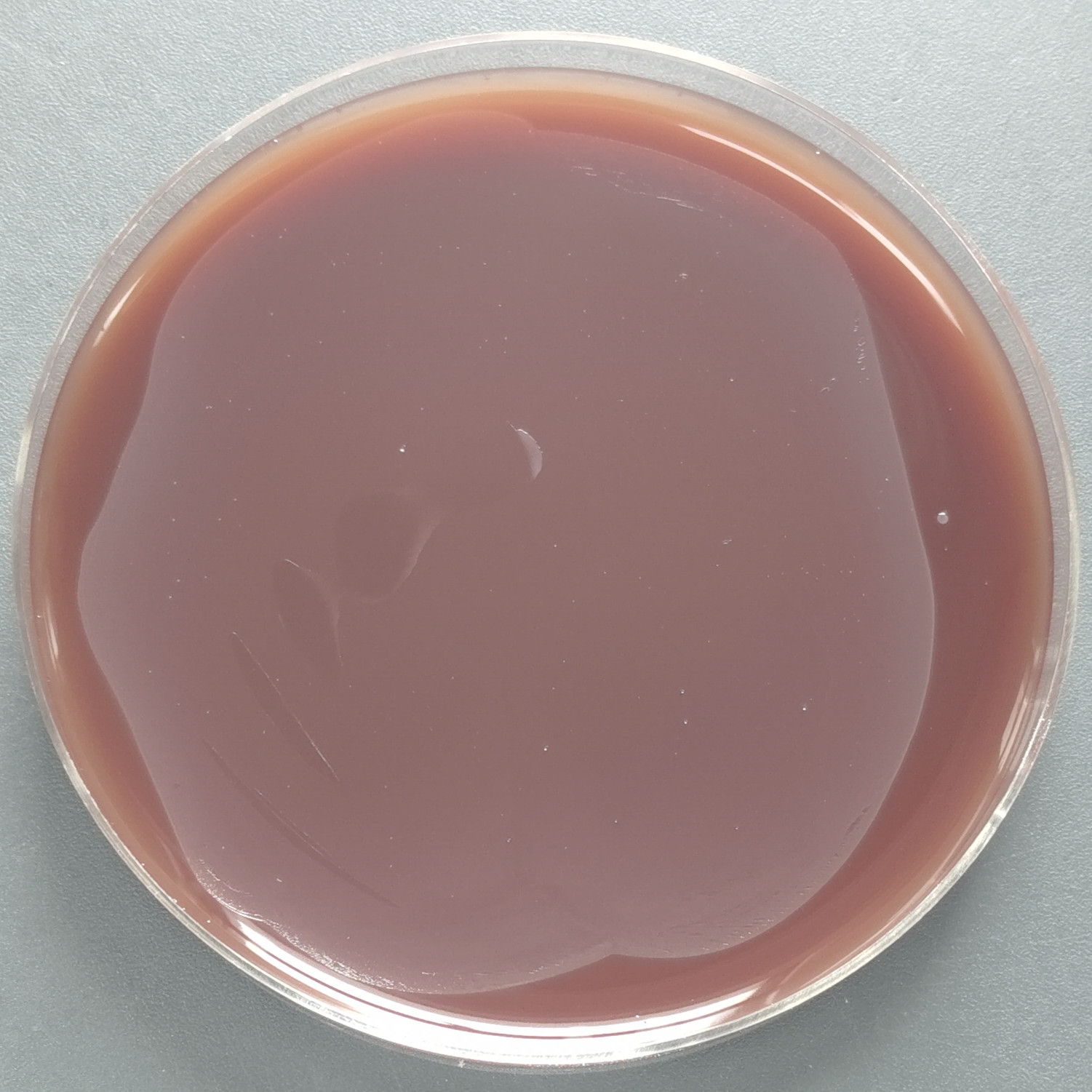 Bacillus subtilis-BNCC