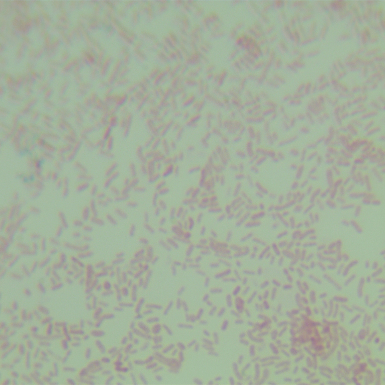 Bacillus subtilis-BNCC