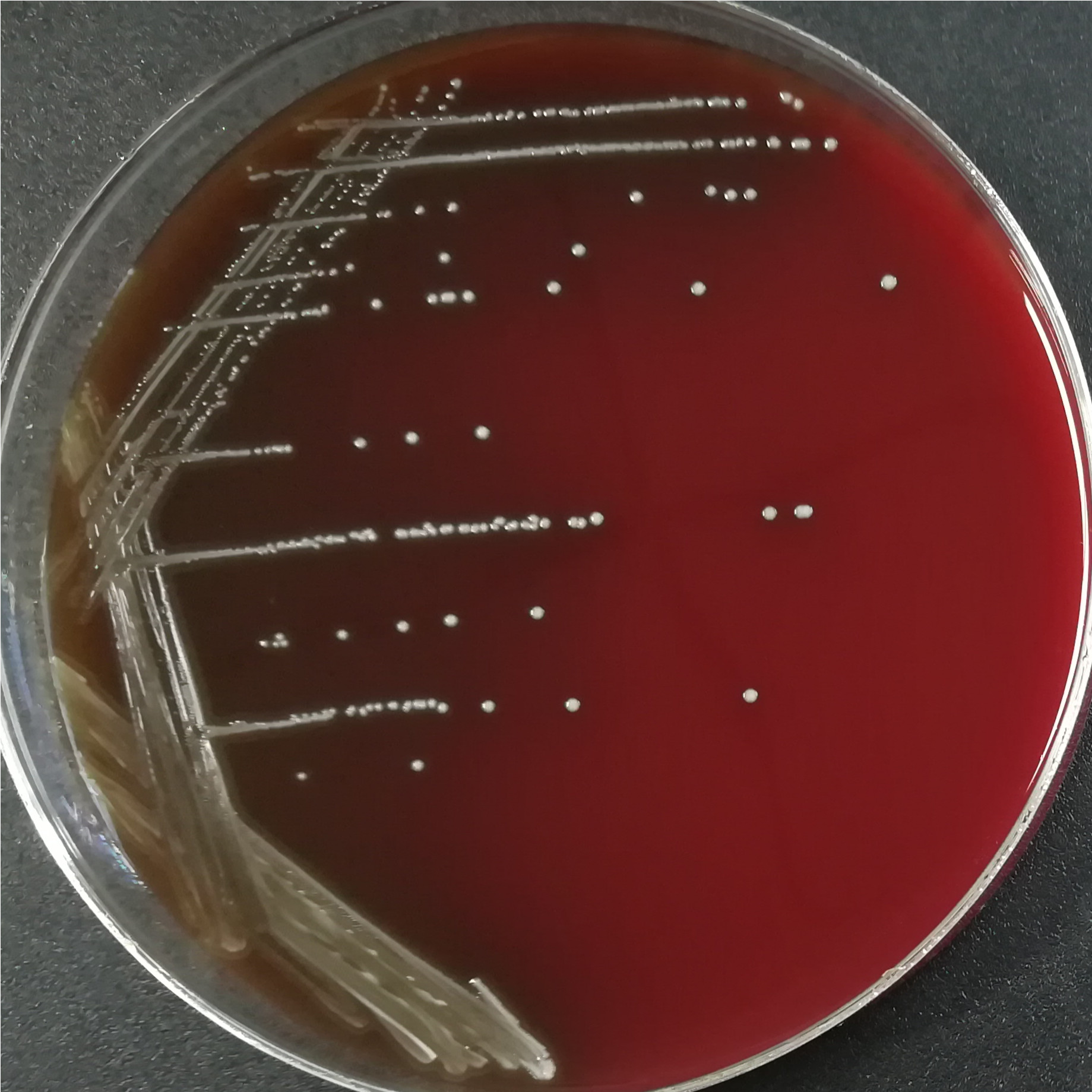 Streptococcus sobrinus-BNCC
