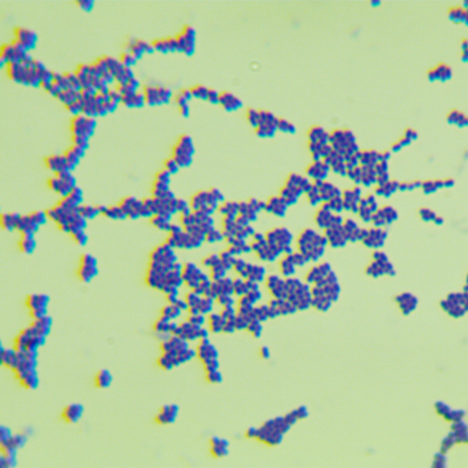 Streptococcus sobrinus-BNCC