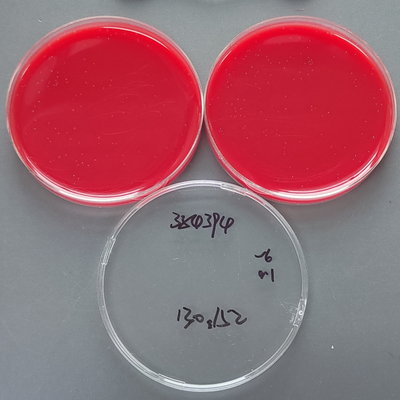 Streptococcus pharyngitis subsp. pharyngitis-BNCC