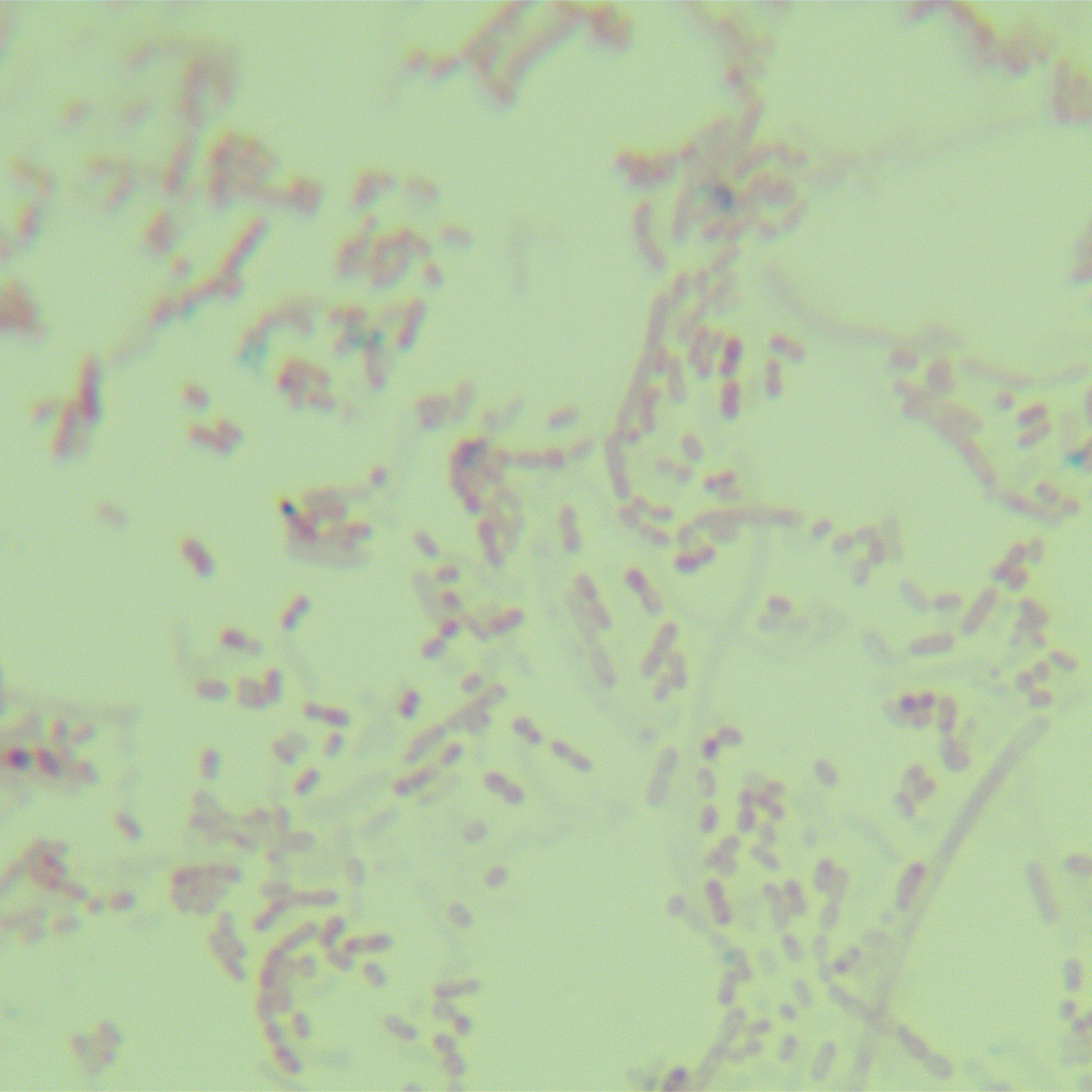 Fecal Segataceae-BNCC