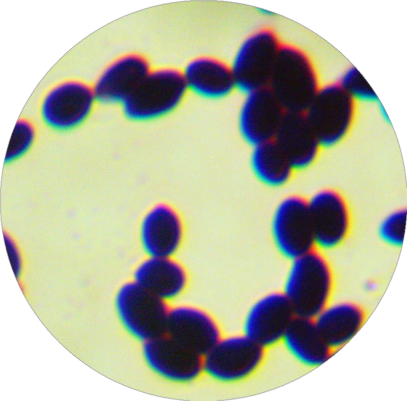 Cystobasidium minute-BNCC