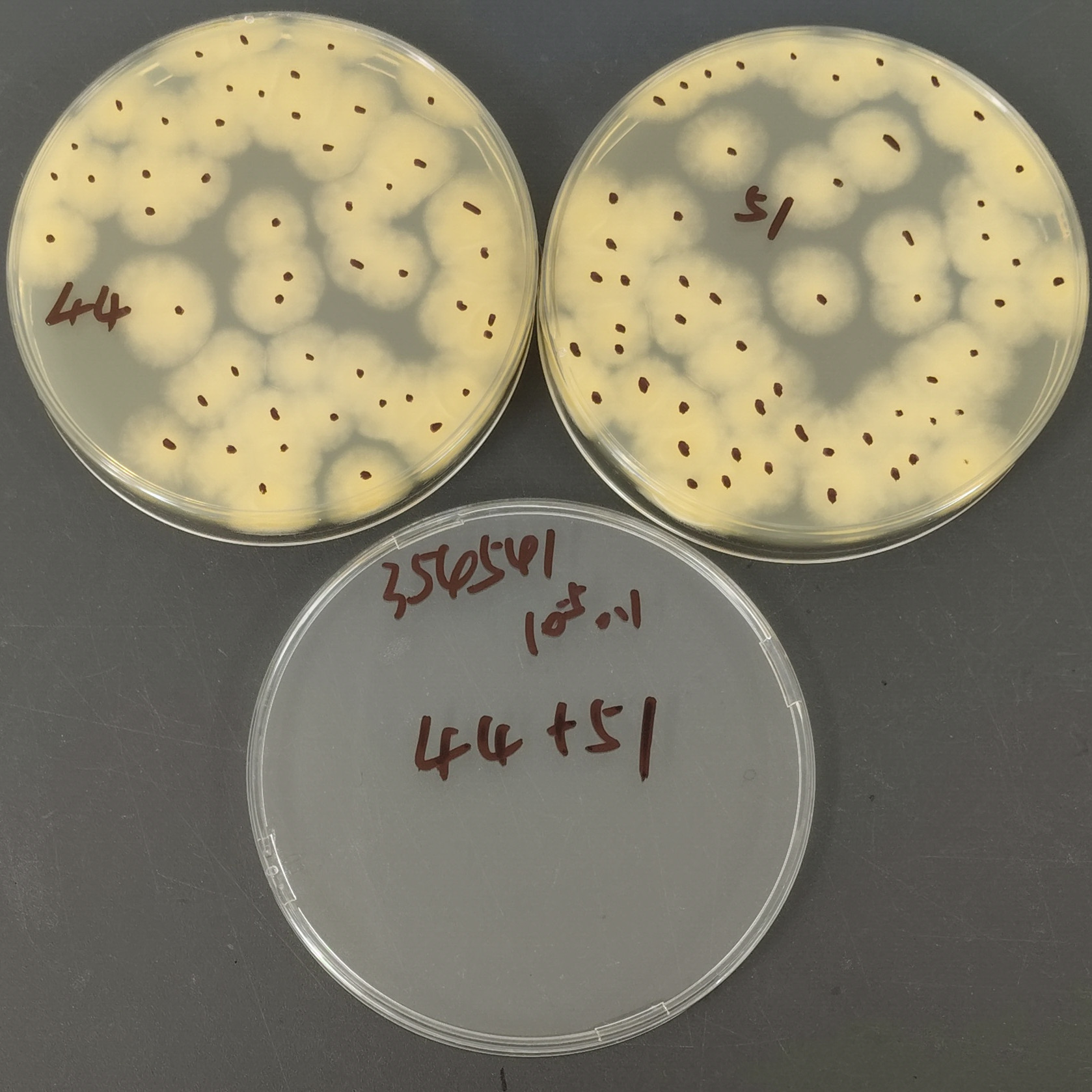 Aspergillus flavus stigma variant-BNCC