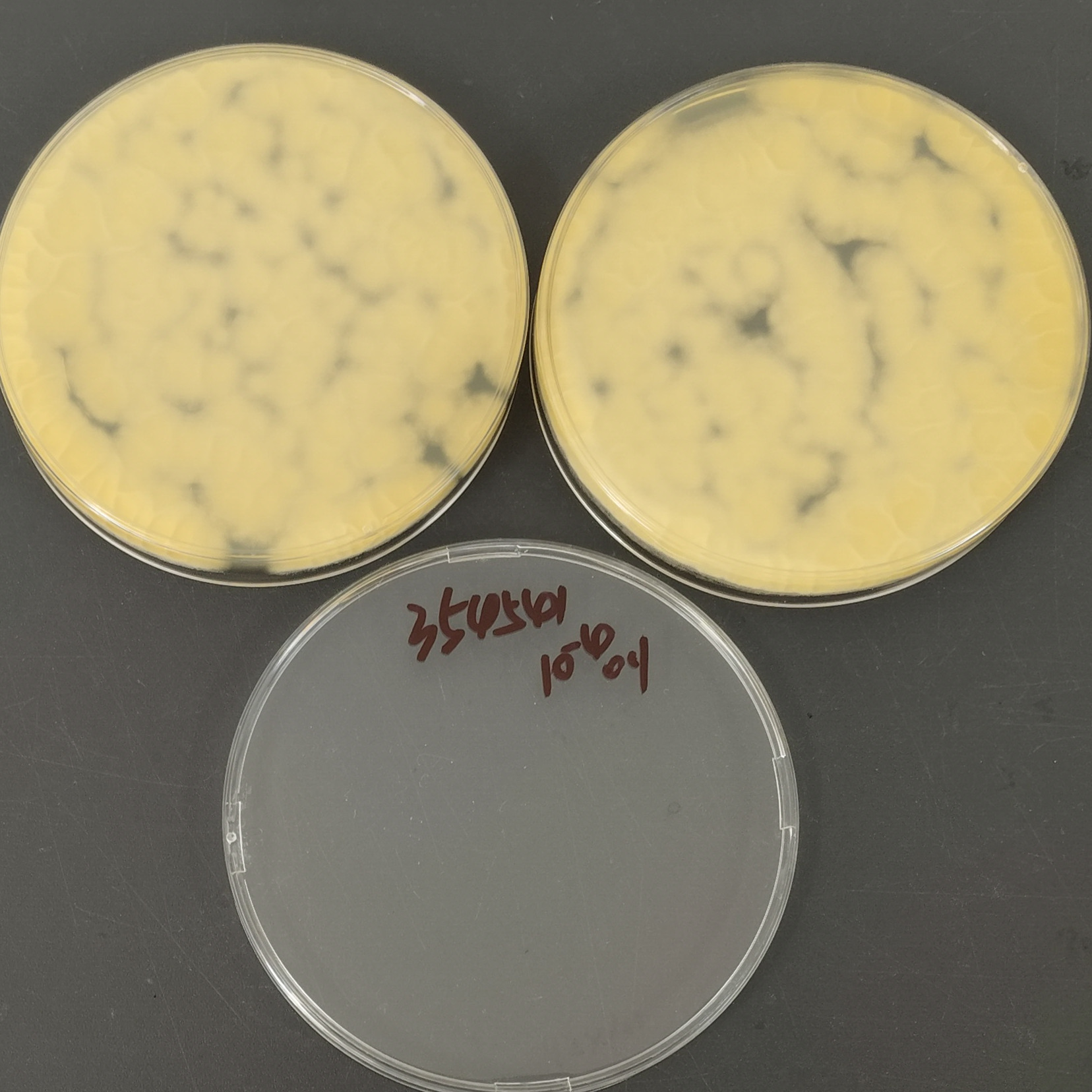 Aspergillus flavus stigma variant-BNCC