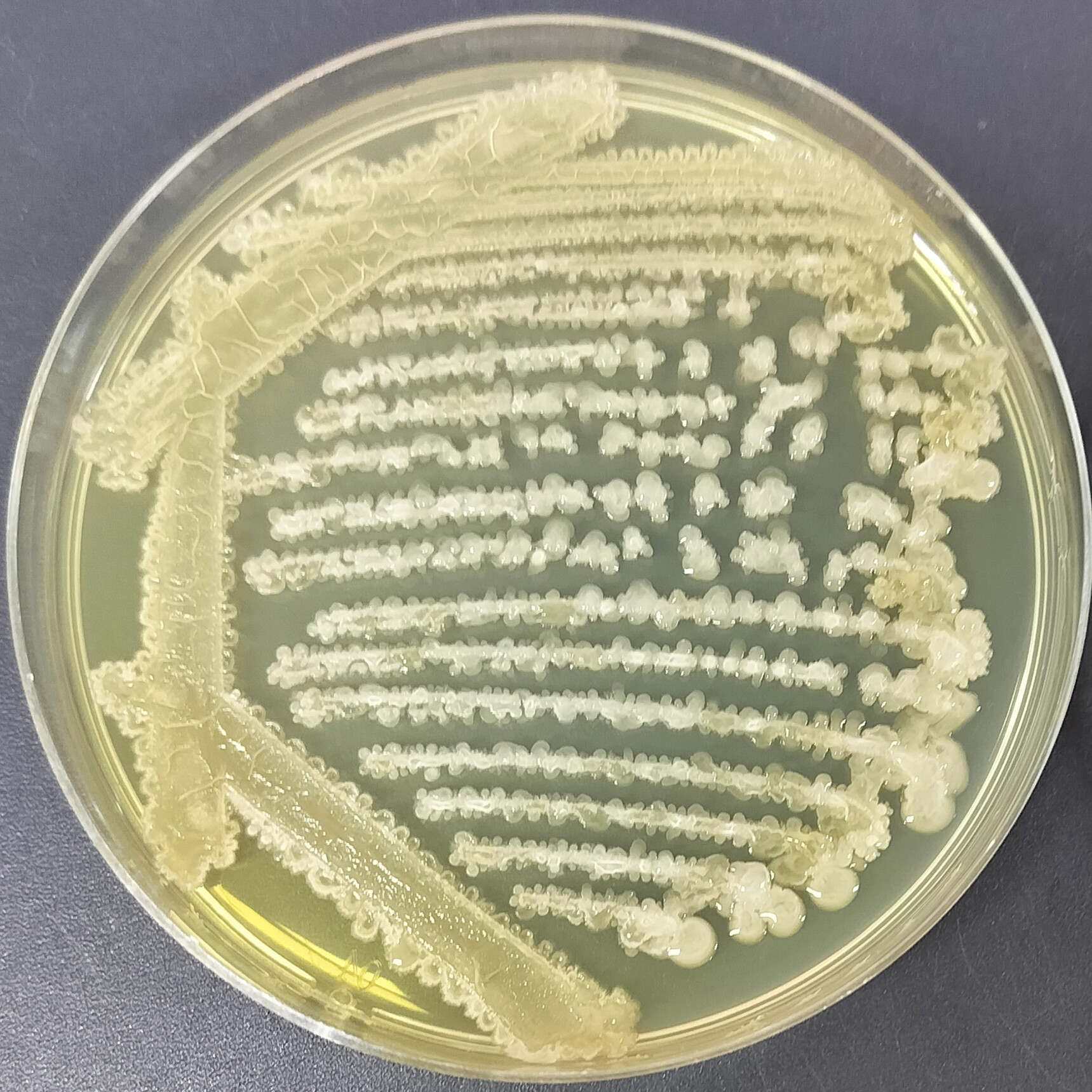Nitrosomonas sp.-BNCC