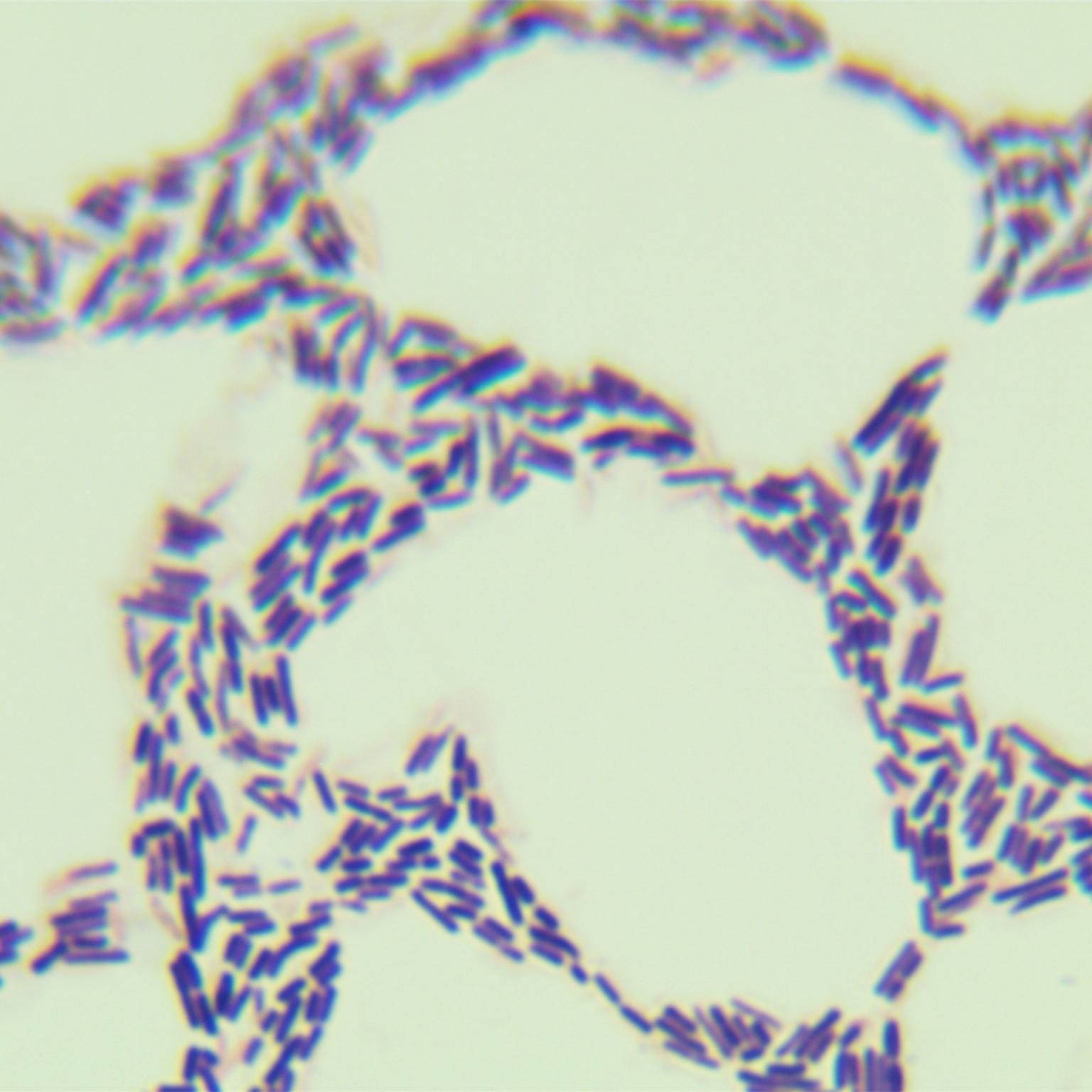 Nitrosomonas sp.-BNCC