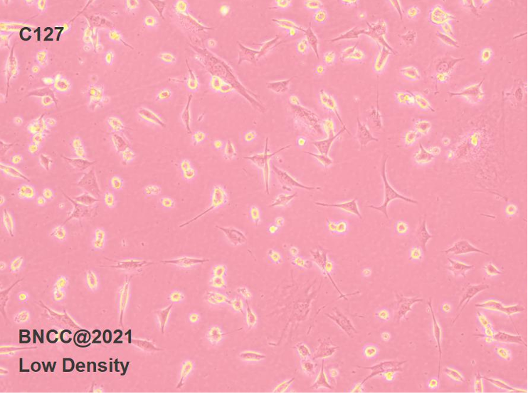 Mouse breast tumor cells-BNCC