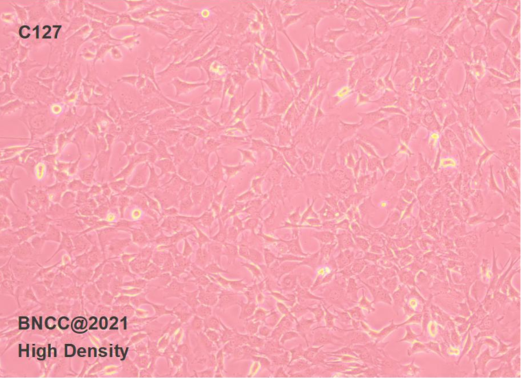 Mouse breast tumor cells-BNCC