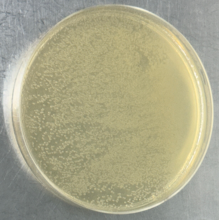 BL21(DE3) (containing pET-32a(+)-NSP1 plasmid) E. coli-BNCC