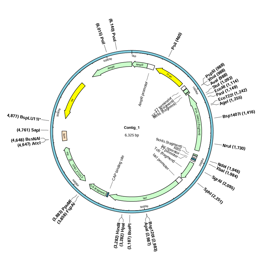 pET-32a(+)-NSP6 Plasmid-BNCC