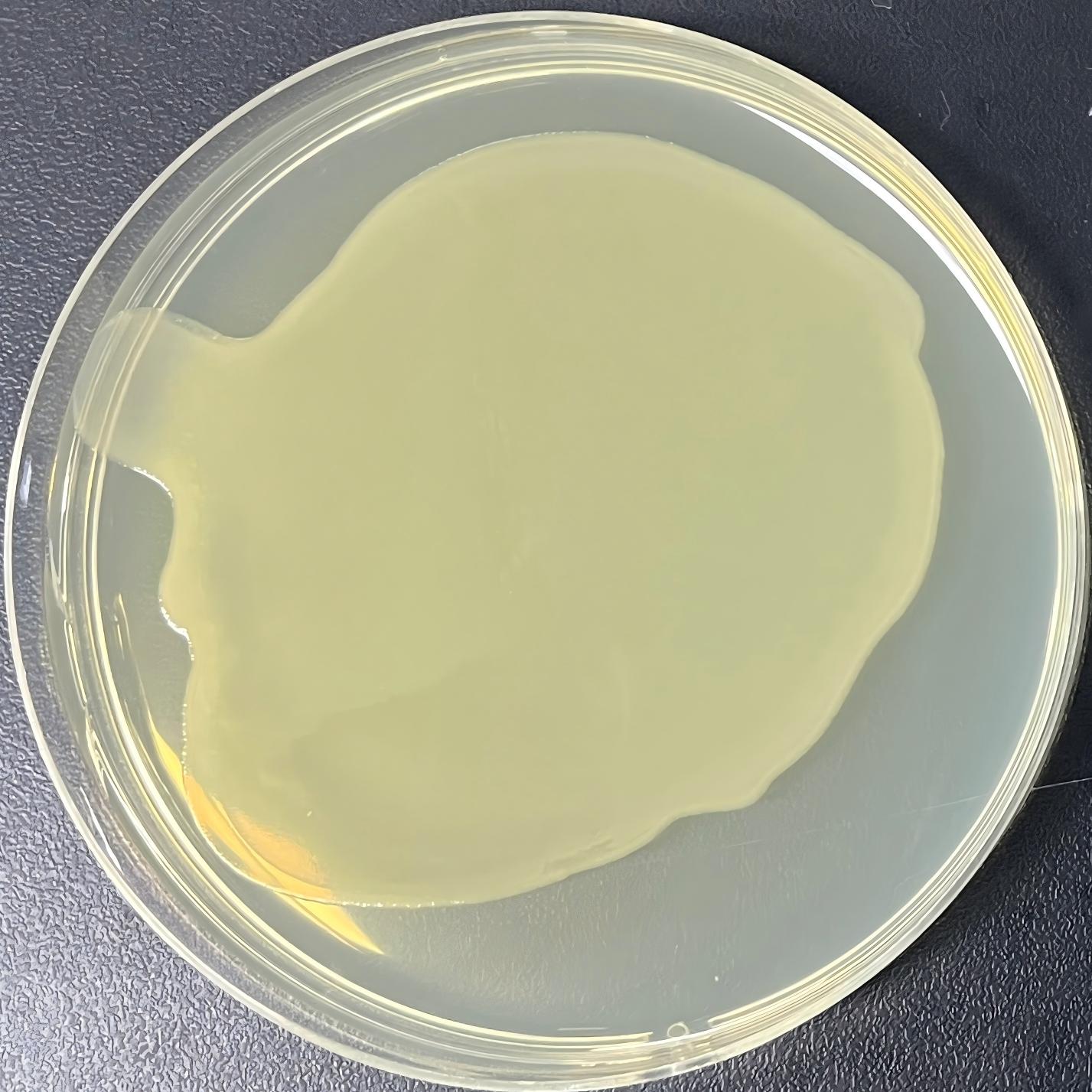 BL21(DE3) (containing pET-32a(+)-ORF6 plasmid) E. coli-BNCC