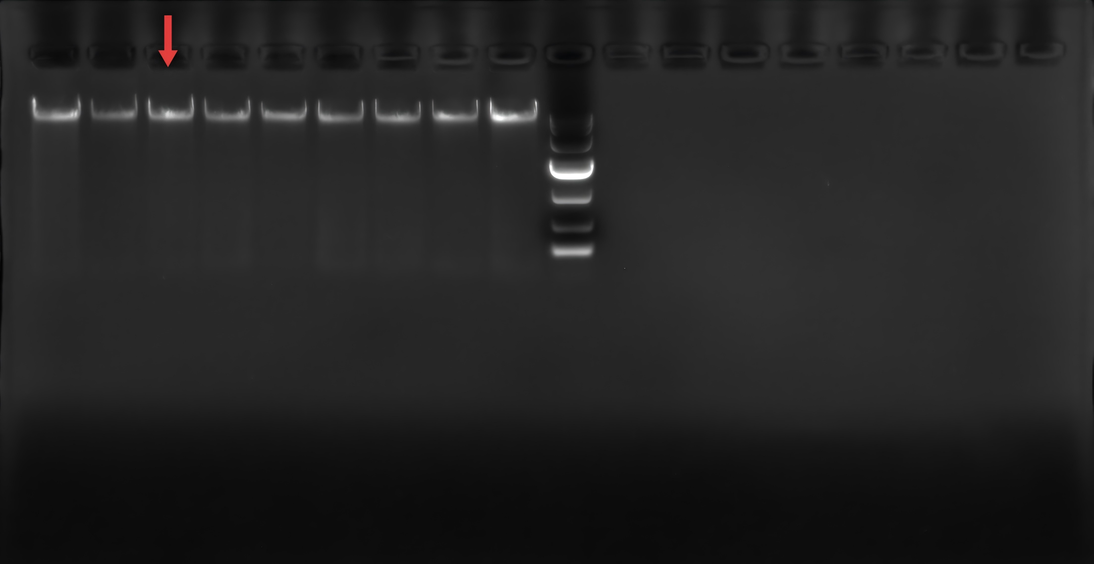 pET-32a(+)-ORF6 Plasmid-BNCC
