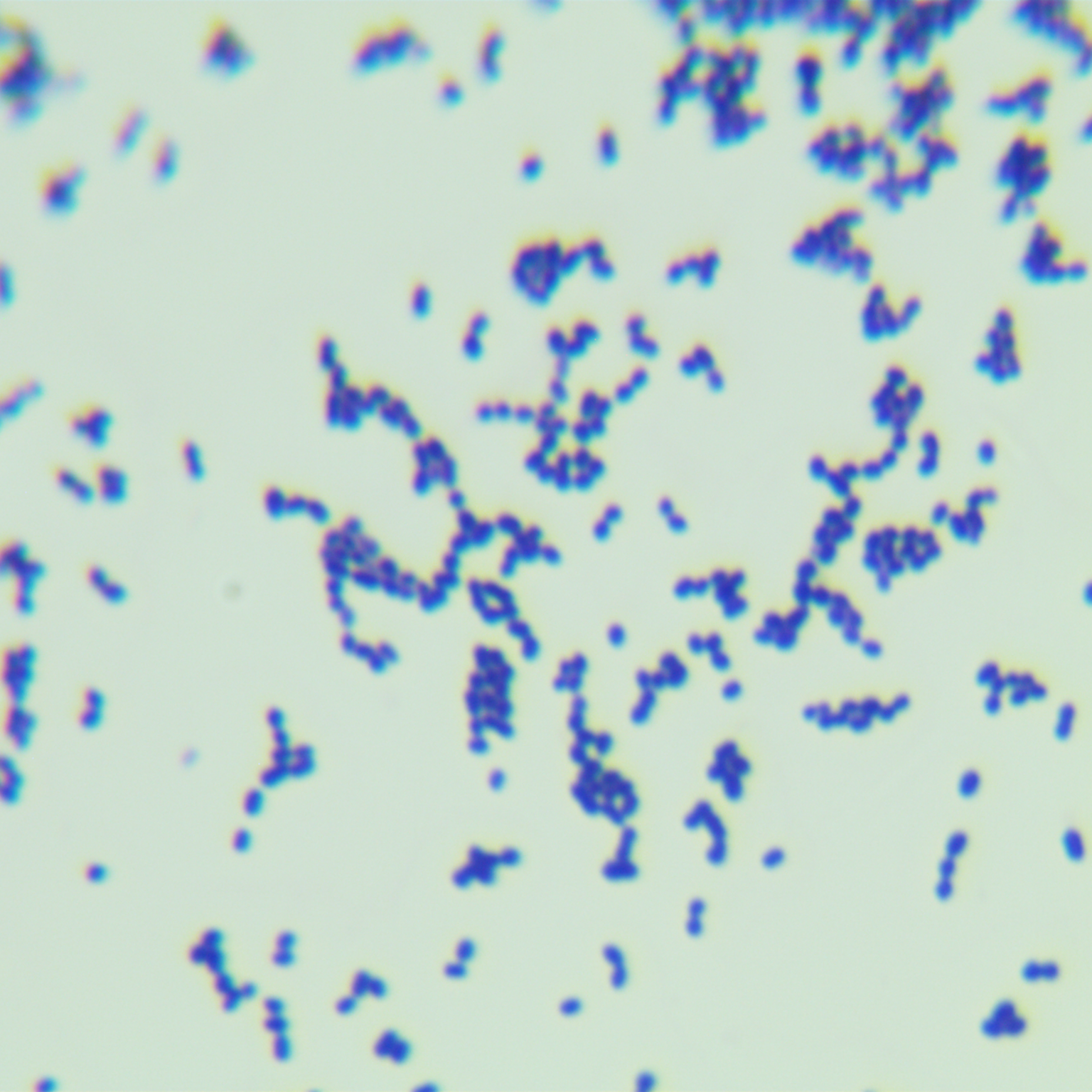 Oral streptococcus-BNCC