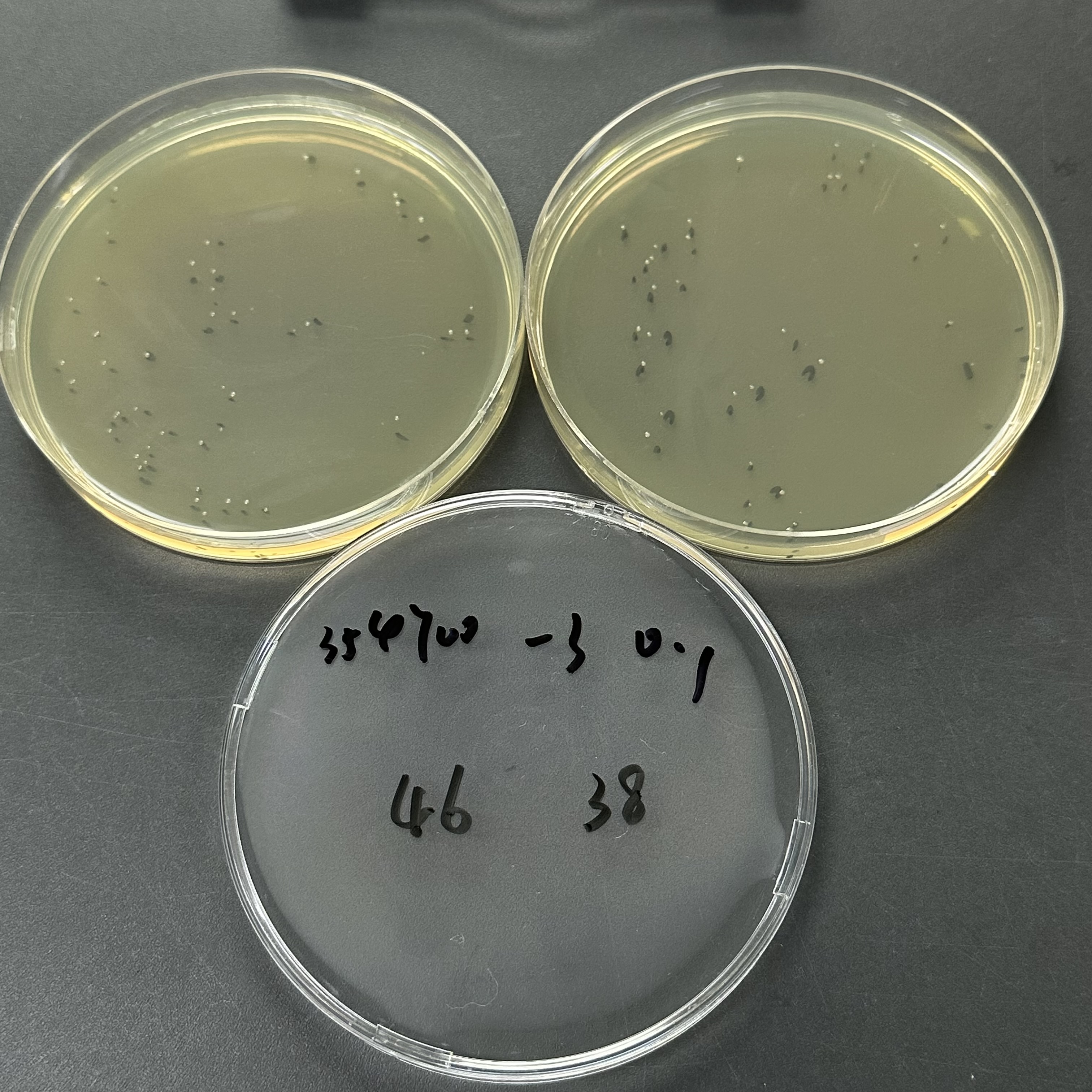 Quantitative strain of Pseudomonas aeruginosa-BNCC