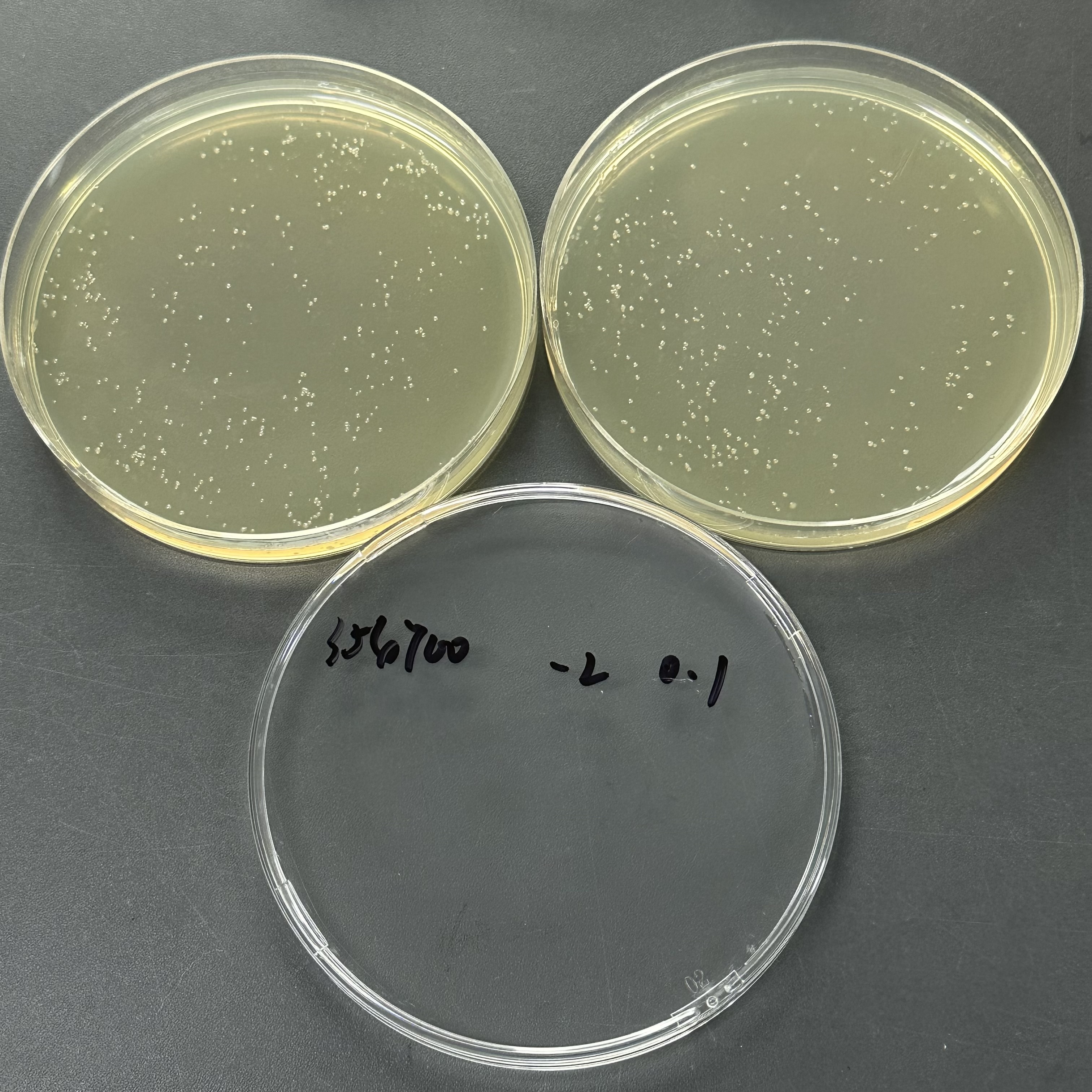 Quantitative strain of Pseudomonas aeruginosa-BNCC