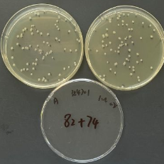 Quantitative Strain of Salmonella paratyphi B-BNCC