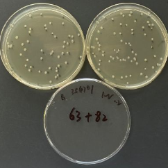Quantitative Strain of Salmonella paratyphi B-BNCC