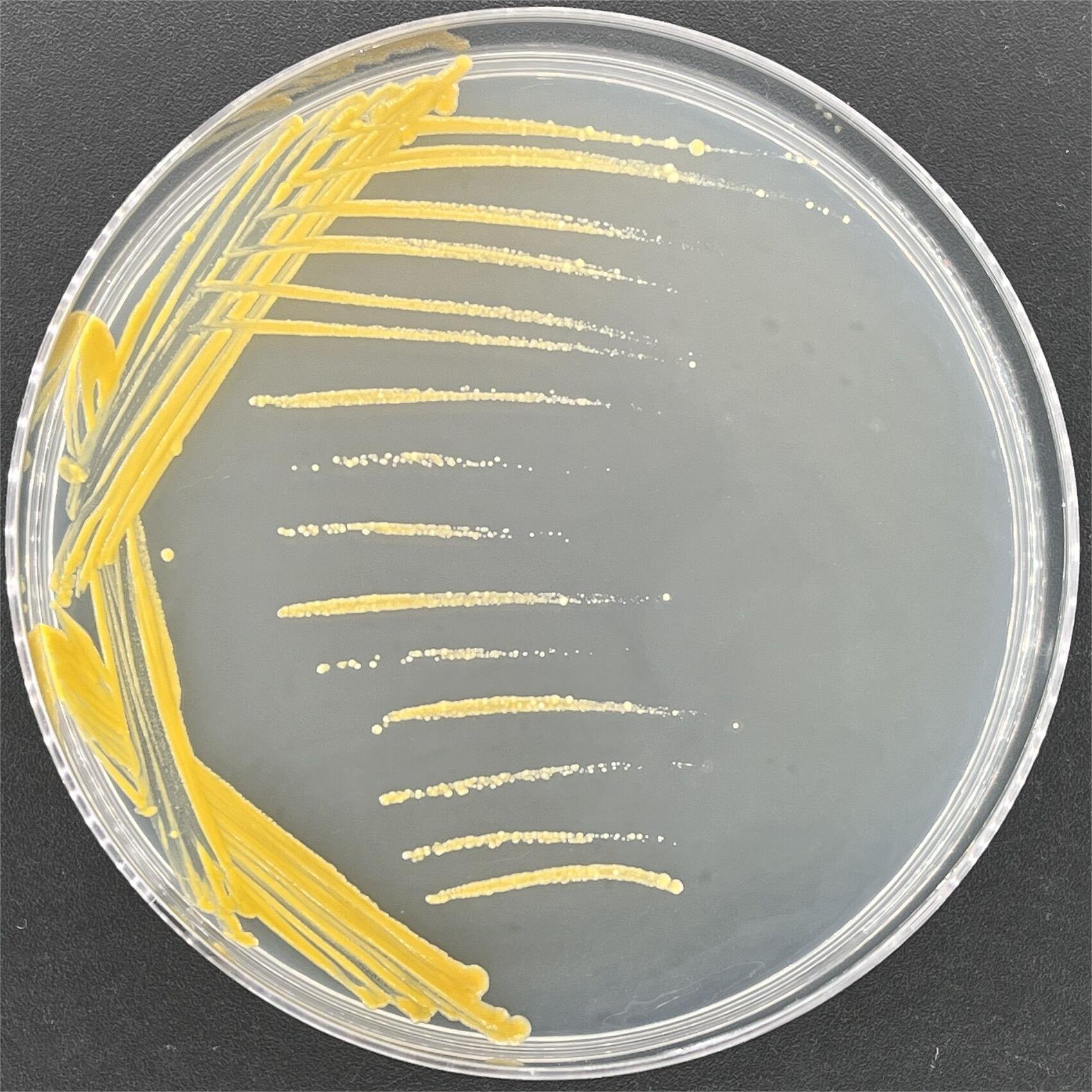 Agricultural mycobacteria-BNCC