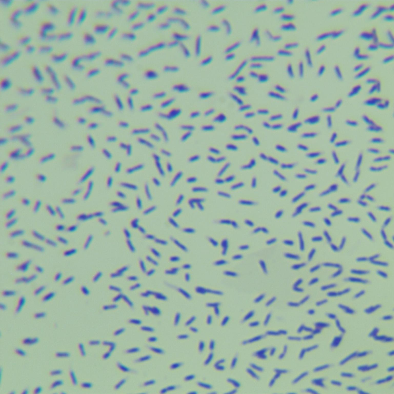 Agricultural mycobacteria-BNCC