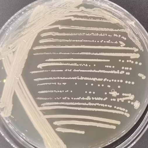 Beauty product mycobacteria-BNCC