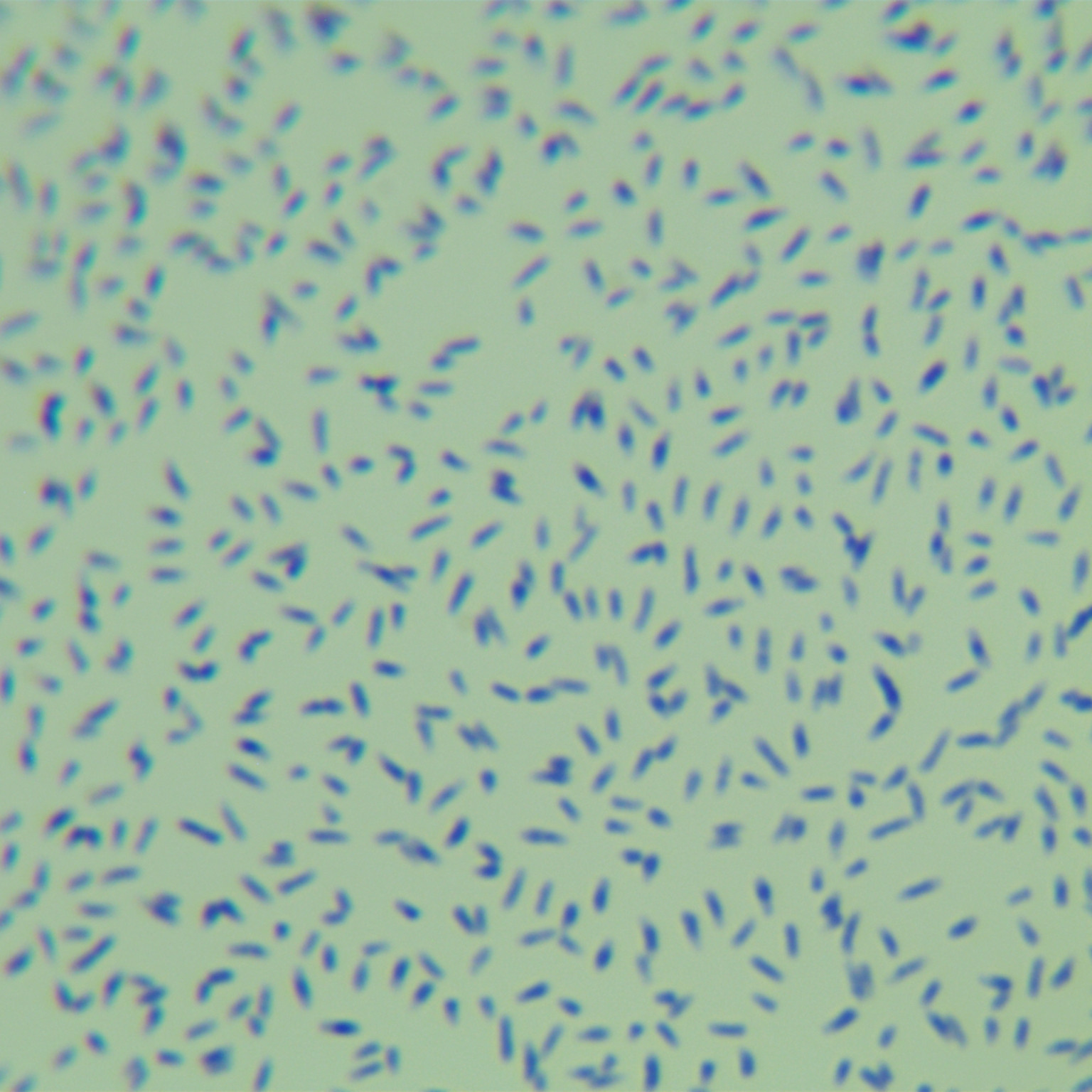 Beauty product mycobacteria-BNCC