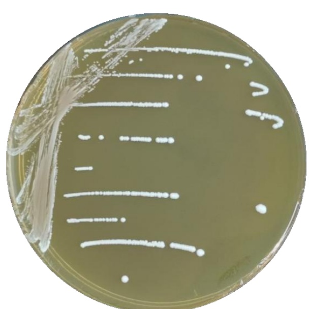 Lactococcus lactis-BNCC