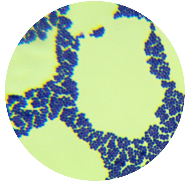 Lactococcus lactis-BNCC