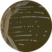 Lactobacillus paracasei-BNCC