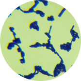 Lactobacillus paracasei-BNCC