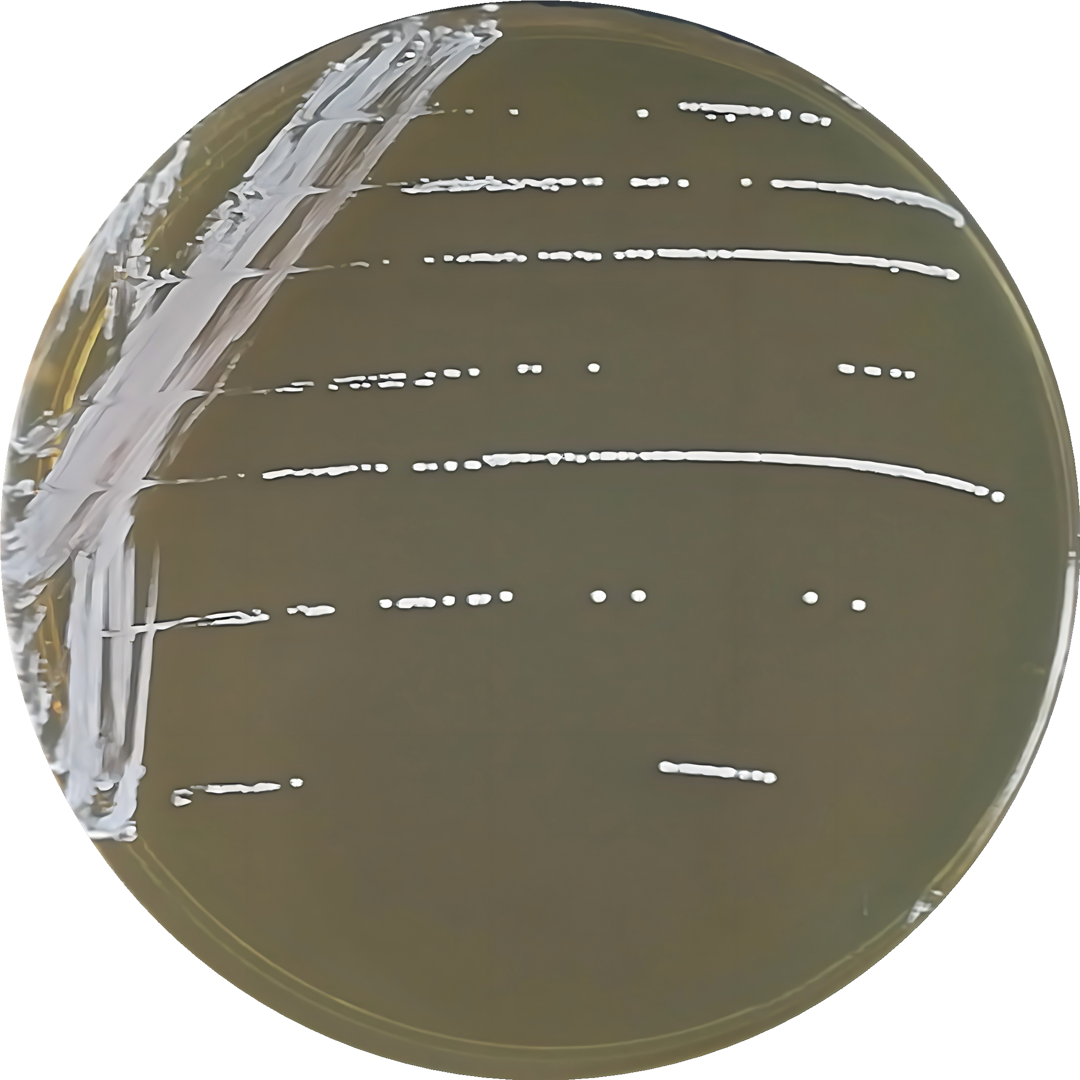Lactobacillus paracasei-BNCC