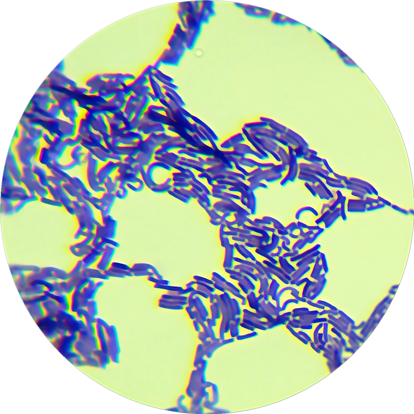 Lactobacillus paracasei-BNCC