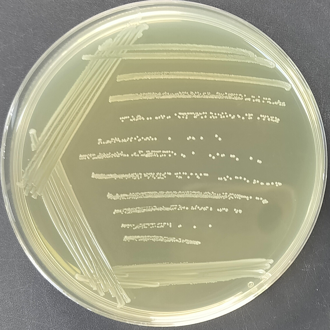 Enterococcus faecalis-BNCC