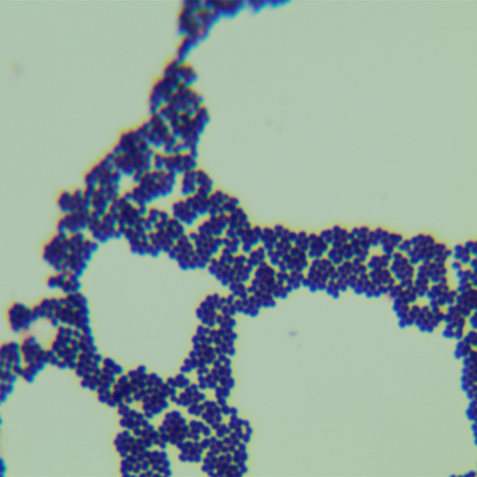 Enterococcus faecalis-BNCC