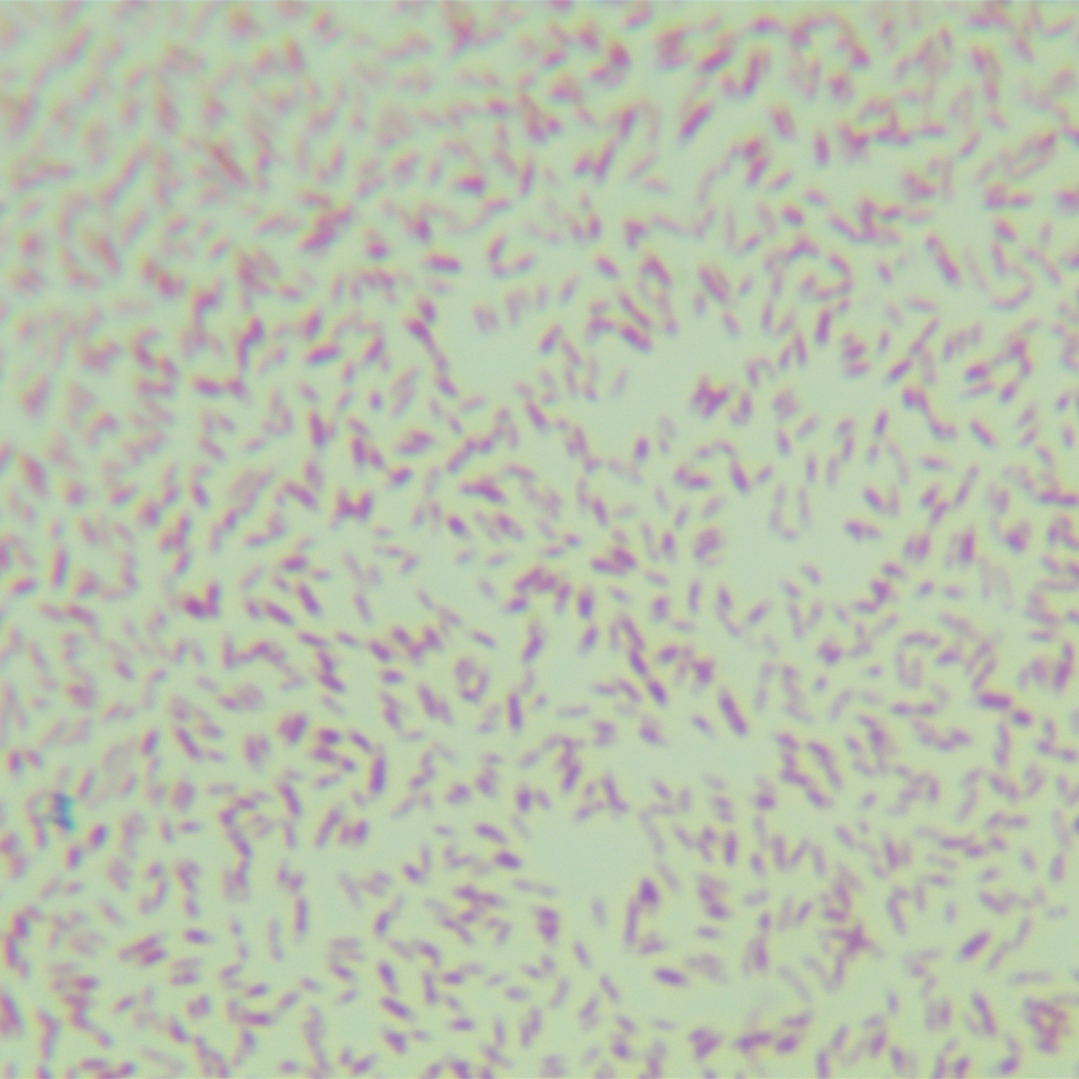 Fluorescent Pseudomonas-BNCC
